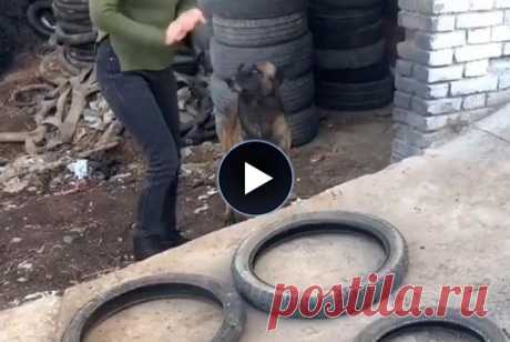 Умный пес с логическим мышлением - Нет скуки.ру. Юмор, приколы, смешные картинки и разные интересности..