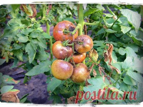 У меня уже несколько лет, нет фитофторы на помидорах - не поверил, пока не попробовал | Дачный уголок | Яндекс Дзен