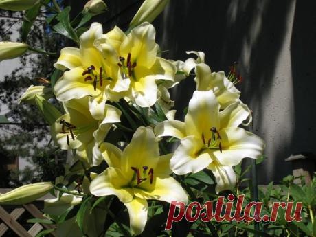 Различные классификации садовых лилий — от ботанической, до флористической. Описание, фото — Ботаничка.ru