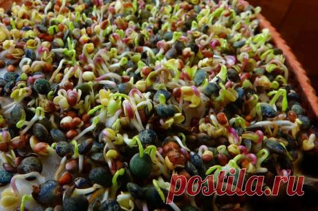 Стратификация семян: простые способы ~ Planetalsad