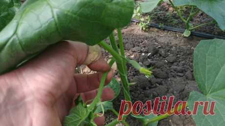 Увеличиваем урожай огурцов в ДВА(!!!) раза: