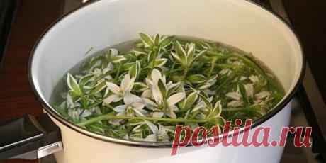 Индийский лук: лечебные свойства и применение в народной медицине