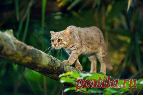 26 великолепных кошек, исчезающих из дикой природы / Питомцы