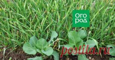 Что можно посадить рядом с чесноком – выбираем правильных соседей по грядке Оказывается, соседство некоторых растений с чесноком может защитить первых от вредителей и болезней, повысить урожаи. Но не каждой культуре понравится расти рядом с этим пахучим овощем.