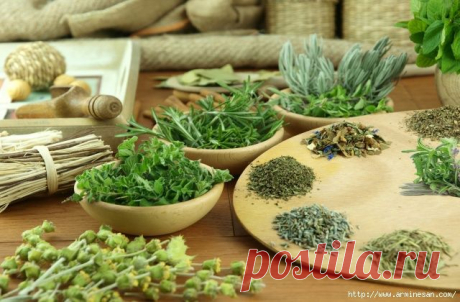 Травы для похудения