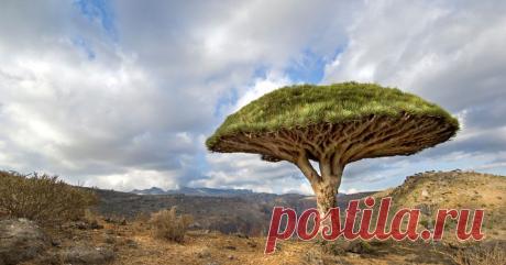 Топ-10 старинных деревьев со своей историей, которые переживут нас всех - Большой рейтинг Деревья – одни из самых долгоживущих представителей зеленого мира Земли. Многие из них пережили разные исторические эпохи, и были свидетелями