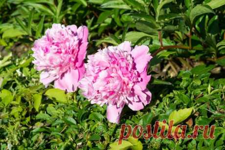 Уход за пионами весной - Огород, сад, балкон - медиаплатформа МирТесен