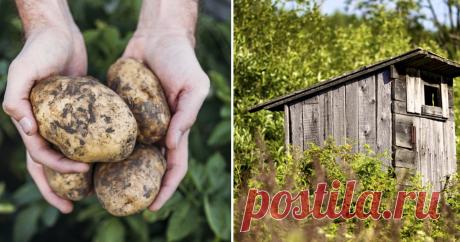 Туалет, вода, картошка: полный перечень того, за что могут оштрафовать дачника Еще раз о Туалете, воде, картошке: полный перечень того, за что могут оштрафовать дачника
Дача может быть не только источником свежих овощей и ягод, отдушиной и местом сбора родных и друзей, но и мест…