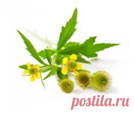 Сафлор: полезные свойства и противопоказания растения и семян, применение