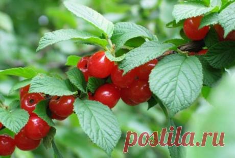 Войлочная вишня: как ухаживать за маленькой обитательницей сада