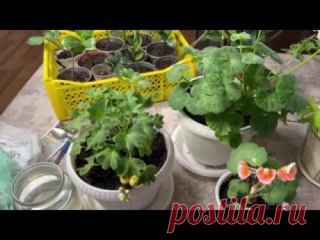 Внесите это удобрение в ноябре-декабре. Герань зацветет пышной шапкой и желтеть не будет.