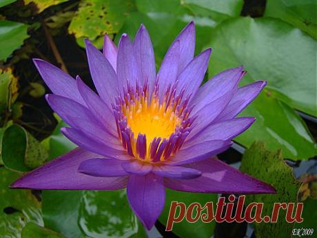 Легенды Цветочного гороскопа. Лотос (13 декабря - 22 декабря)