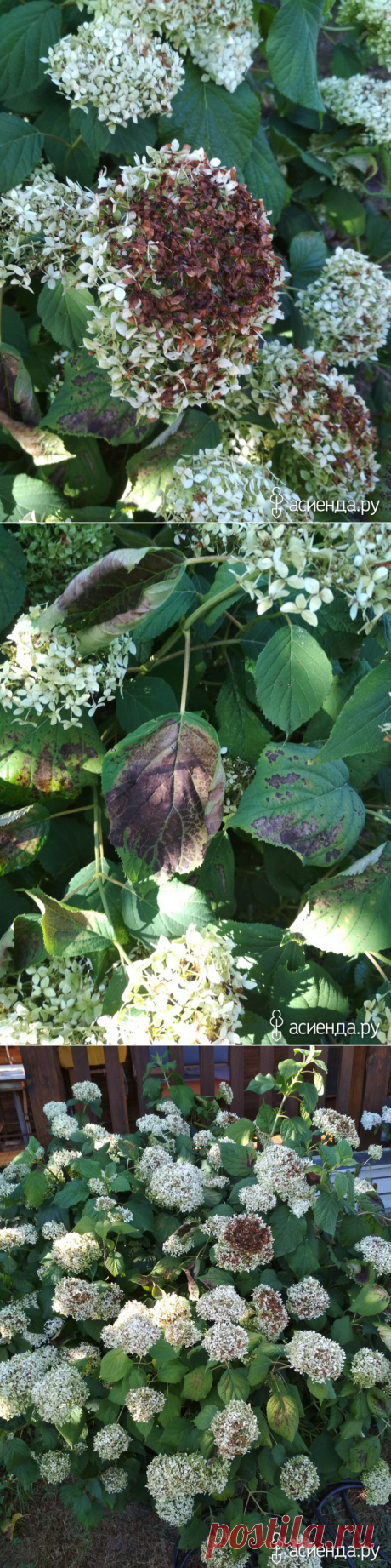 Что с гортензией? Как исправить ситуацию? / Асиенда.ру