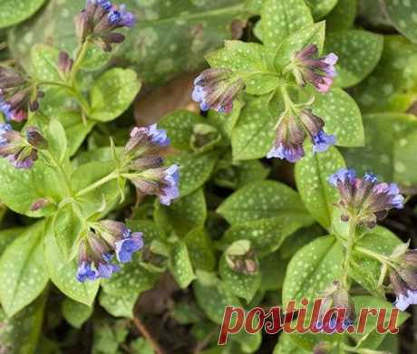 Медуница лекарственная: свойства, польза и лечебное применение