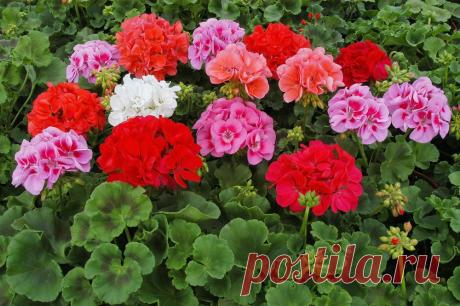 Интересная подкормка для домашних цветов - МирТесен