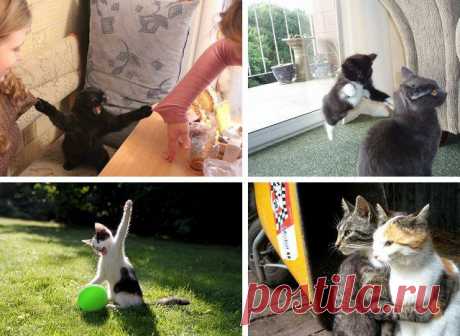 Самые крутые коты, с которыми вам стоит познакомиться / Питомцы