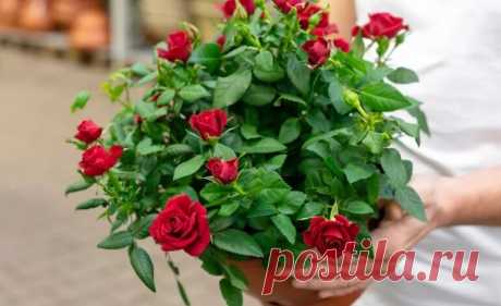 Роза в горшке: уход в домашних условиях