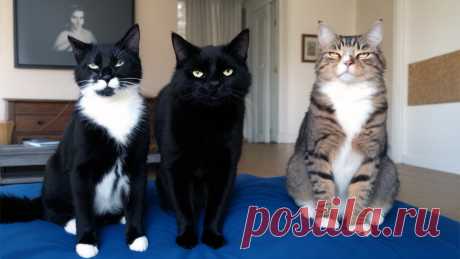 Утренние кошки Статья автора «Animals» в Дзене ✍: — Вечером заберу домой, — сказал он с дрожью в голосе. И подумал: “А жена-то как отнесётся?