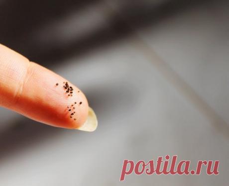 Лунный календарь 2020: выращивание петуний