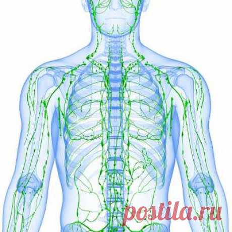 Золотые рецепты фитотерапии: очищение лимфы в один прием. На страже чистоты твоего организма. — 1001-СОВЕТ А я думал что такое лимфома - но это оказывается рак лимфы!