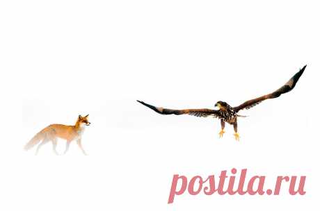 Красная лисица и белохвостый орел, национальный парк Кискунсаг, Венгрия. Более 200 дней за четыре последние зимы фотограф провел в укрытии, снимая животных, и это третий случай, когда он видел лису и орла вместе