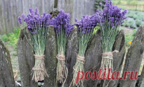 11 выводов и советов по выращиванию лаванды от владельцев лавандовой фермы | Личный опыт (Огород.ru)