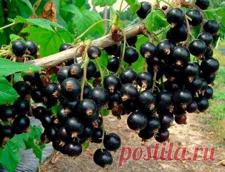 "Сода – моя незаменимая помощница в выращивании смородины!" – Теперь собираю большие урожаи и ягоды стали крупнее | 4 Сезона Огородника | Яндекс Дзен