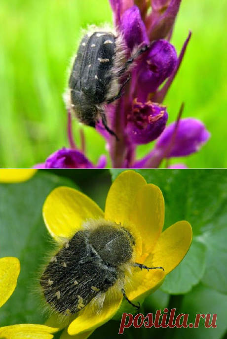 Дачное обозрение: Насекомые вредители сада и огорода. Насекомое бронзовка