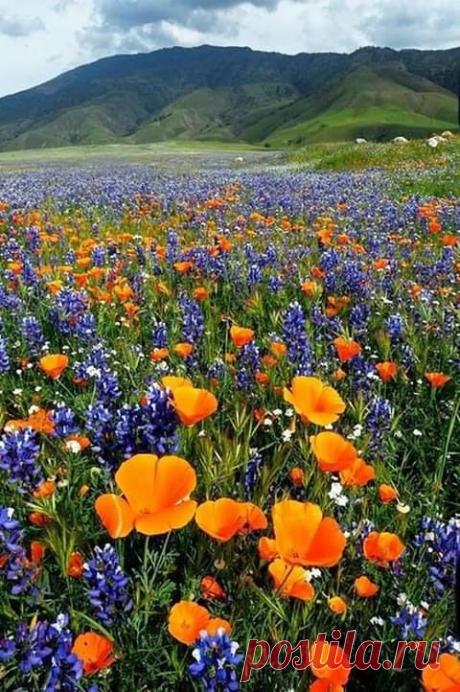 Цветочное покрывало...