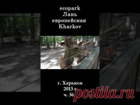 █ Неразлучные Лань европейская ЭкоПарк Харьков / ч. 36 / 2013 г. #shorts