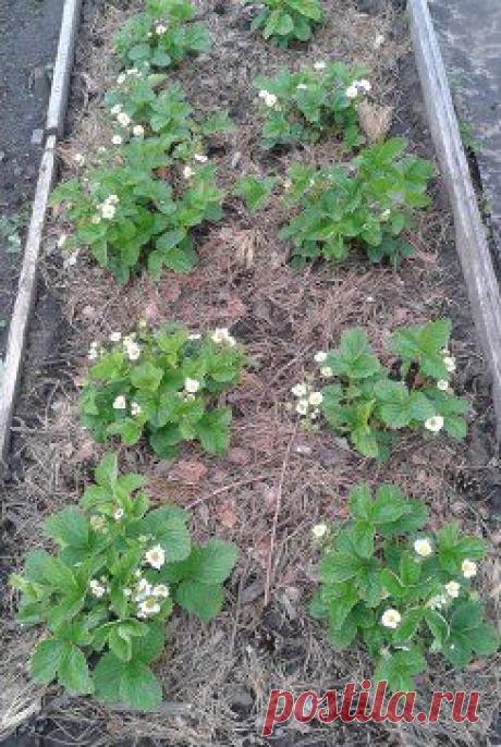 САД, ОГОРОД, ДАЧА, ЦВЕТЫ - МОЁ ХОББИ – Жданова Любовь добавила 2 фотографии в альбом 66. Идеи для огорода (практично, удобно...