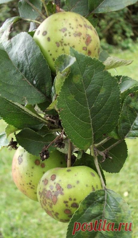 Грибковые и вирусные болезни яблонь - Стильные новости