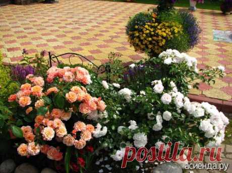 Прописка роз на ПМЖ: Группа Клумбы и цветники