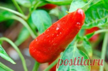 С чем лучше всего сажать острый перец Для получения высокого урожая огородных культур необходимо строго следовать рекомендациям по севообороту. Ошибочный выбор способен привести к угнетению растений, уменьшению плодов, заражению посадок б...