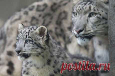 Милые детёныши со своими мамами