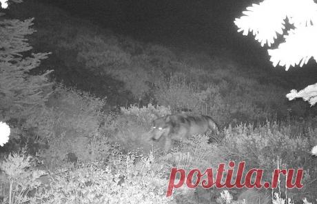 В США нашли волка, который питается кузнечиками | Живой мир - природа