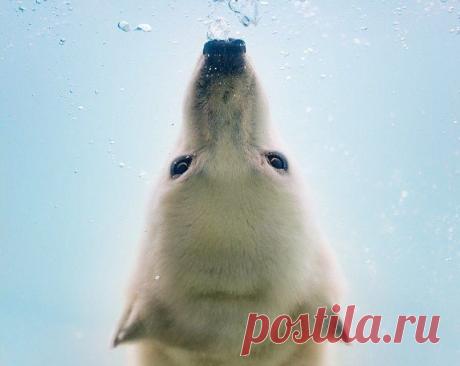 Белые медведи под водой