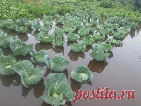 Сибирские кувшинки настолько суровы...