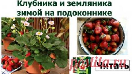 Бисквитный торт “Проще простого” - делается легко, выглядит потрясающе, а на вкус… м-м…