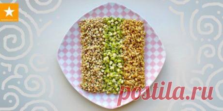 Как проращивать зерна. Очень детальная инструкция от Мармеладной Лисицы.