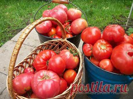 Выращиваем различные сорта томатов в октрытом грунте