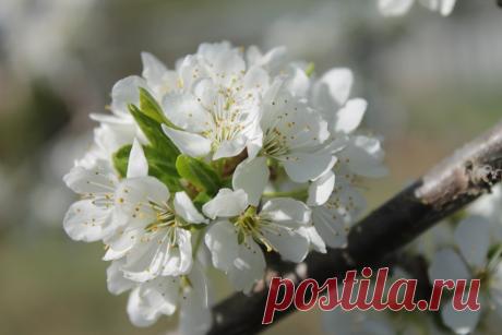 Слива цветёт