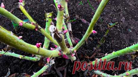 Важная осенняя обрезка роз. Чем подкармилваю и как защищаю от вредителей, + подготовка к зиме | Маленькая Дача | Дзен