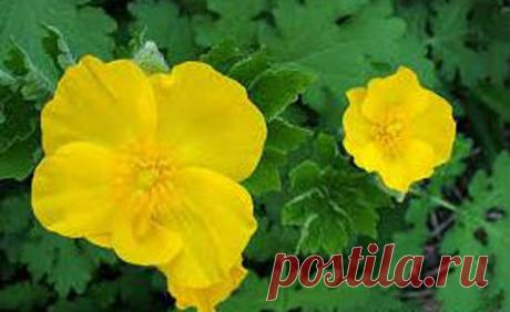 Удаление бородавок чистотелом (выведение) - аптечным, отзывы, последствия, фото, экстракт, способ применения