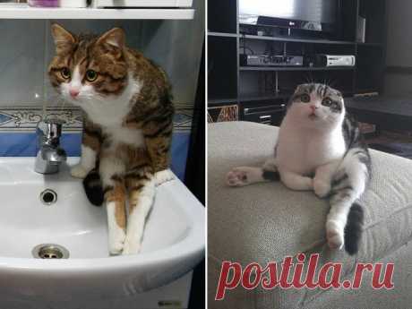 Забавные животные, которые очень хотят научиться пользоваться мебелью.