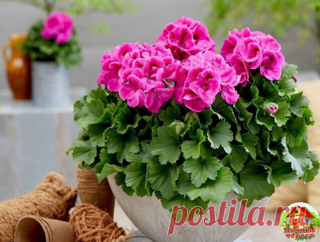 Как ухаживать за геранью 
Зимой поливать герань нужно умеренно, допускается даже полное высыхание почвы. Летом поливать цветок нужно чаще, но не допускать переизбытка влаги в горшке. Достаточно будет увлажнять почву каждые 1-2 дня.
Герань очень любит яркое солнце. Самое место ей на хорошо освещенном подоконнике, а летом ее можно смело выносить на балкон.
Содержать герань нужно в не очень просторном горшке. По мере надобности, необходимо удалять высохшие листики. Осенью ...