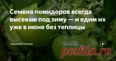 Семена помидоров всегда высеваю под зиму — и едим их уже в июне без теплицы Из опыта садовода с 40-летним стажем