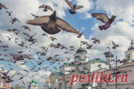 Центром Арзамаса правят голуби! Снимал (и уворачивался) Олег Домалега: