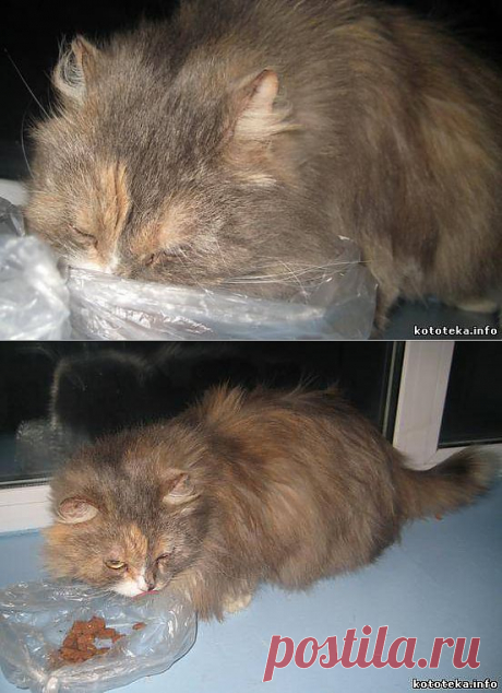 Кто потерял очень пушистого кота? Район "Прибой" www.kototeka.info Кошки Тюмени, собаки Тюмени, другие питомцы- Кошки - Объявления