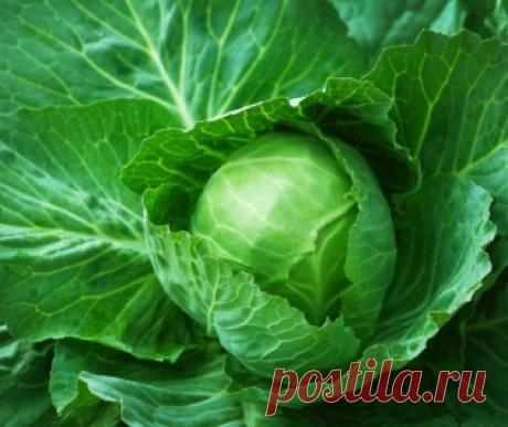 Идеи для сада - Портал «Домашний»